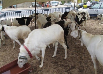 Tabaski : Les besoins du marché estimés à 750 000 moutons