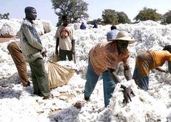 Sénégal : Hausse de la production de coton, 20 mille tonnes récoltées en 2020