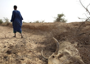 Insécurité alimentaire et sécheresse au Sahel: L’ONU envisage de débloquer un fonds d’urgence de 30 millions de dollars pour aider les pays de la région