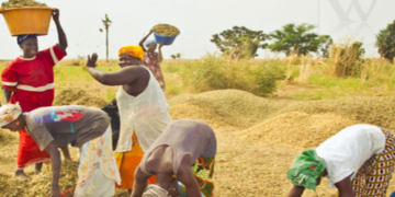 L’Etat du Sénégal valide un plan d’urgence de 11 milliards en vue de faire face à la période de soudure