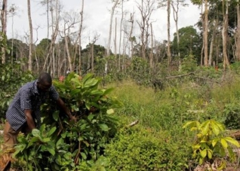 Lutte contre la déforestation : La Côte-d’Ivoire doit mobiliser 616 milliards de FCFA