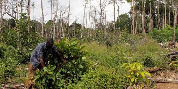 Lutte contre la déforestation : La Côte-d’Ivoire doit mobiliser 616 milliards de FCFA