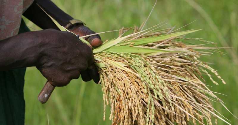 Sénégal: « L’autosuffisance en riz est réalisable »…