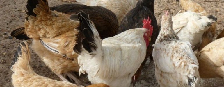 Filière avicole: Le Sénégal envisage de s’ouvrir au marché extérieur