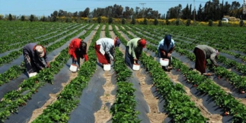 Plan Sénégal Émergent: 67 milliards de francs CFA pour la mise en œuvre du premier agro-pole dans la zone Sud du Sénégal