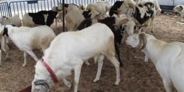 Tabaski : Les besoins du marché estimés à 750 000 moutons