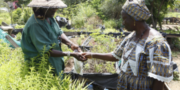 Micro Jardinage au Sénégal : Un business ‘’vert’’