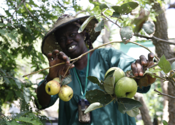 Culture de la pomme au Sénégal :  Expérience réussie
