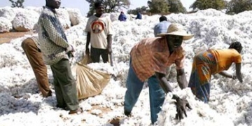 Sénégal : Hausse de la production de coton, 20 mille tonnes récoltées en 2020