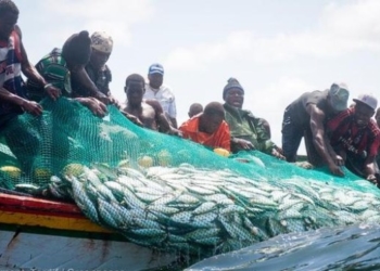 Les recommandations de l’UNAPAS pour le développement de la pêche artisanale