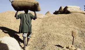 Campagne agricole 2023/2024 au Sénégal : lancement le 30 novembre et le prix au producteur fixé à 280 FCFA