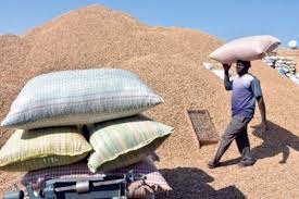 Campagne agricole 2023/2024 au Sénégal : lancement le 30 novembre et le prix au producteur fixé à 280 FCFA