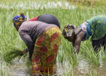 55 millions d’euros de la BAD pour booster l’agriculture et l’emploi dans neuf régions du Sénégal