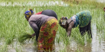 55 millions d’euros de la BAD pour booster l’agriculture et l’emploi dans neuf régions du Sénégal